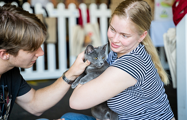 cat adoptions at rspca big adopt out 2019